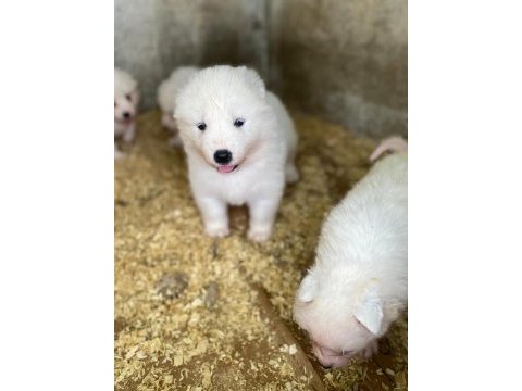 Orjinal samoyed