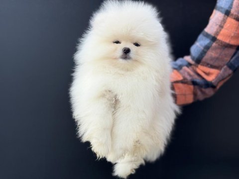 Petmode köpek çiftliğinde ziyarete açık pomeranian