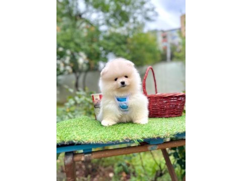 Safkan pomeranian boo yavrularımız