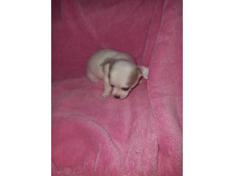 Mini şivava
