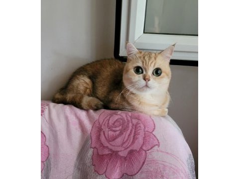 Safkan british shorthair