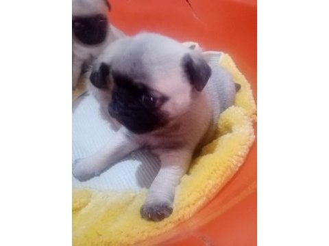 50 günlük pug yavrularımız sahiplendirilecektir