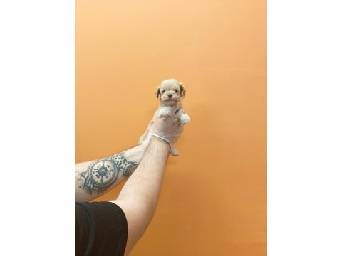 Irk garantili mükemmel maltipoo yavrular