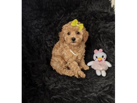 Dişi toy poodle bebeğimiz