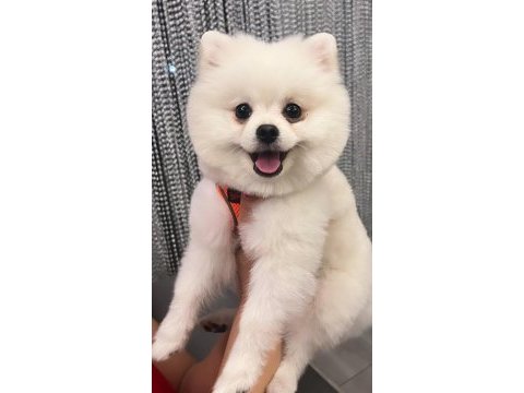 Yakışıklı pomeranian köpeği oğlum