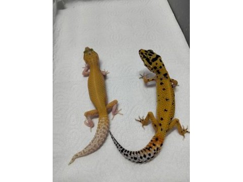 Yavru leopar gecko