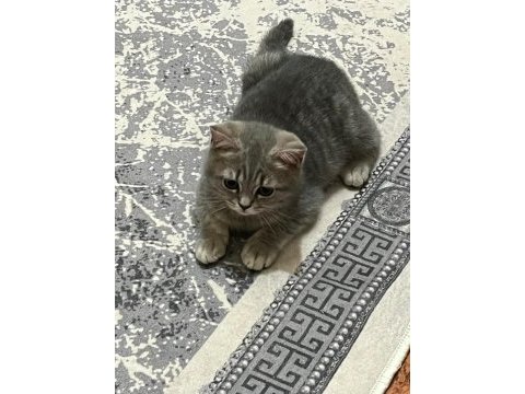 Orjinal saf kan scottish fold bebekler