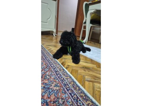Taşındığımızdan dolayı çok acil 4,5 aylık poodle