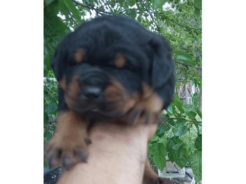 Irk garantili rottweiler yavruları