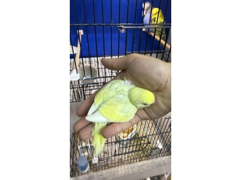 Yeni yeme düşmüş iri çek muhabbet kuşu yavrular
