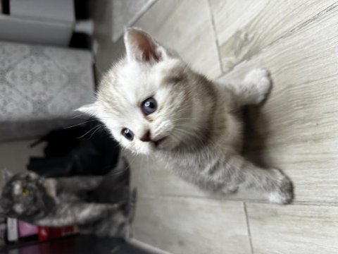 Scottish fold safkan