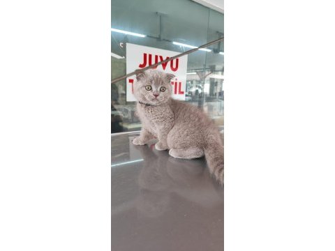 Scottish fold erkek bebek