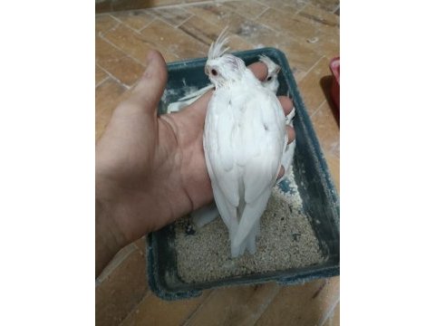 Albino sultan yavrusu