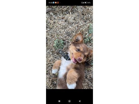 Orjinal rus finosu blonka yavruları