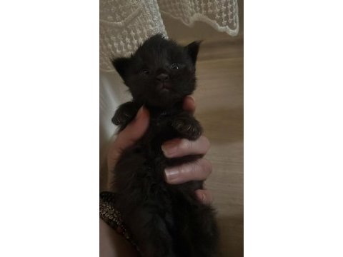 Maine coon yavru kediler