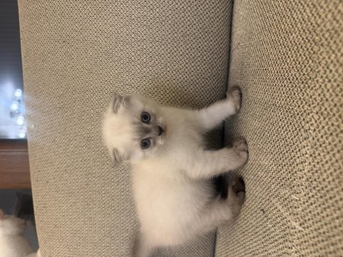 Scottish fold blue point