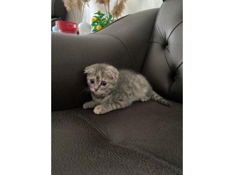 Acil scottish fold sahiplendirme