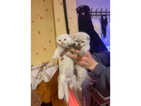Scottish fold yavrular 5 adet