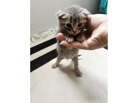 Scottish fold erkek british shorthair dişi yavrular