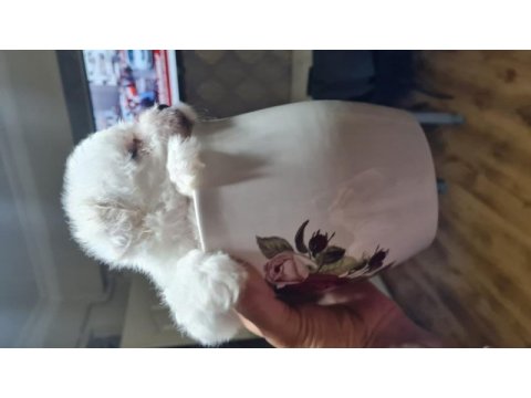 Maltese dişi erkek yavru köpeklerimiz