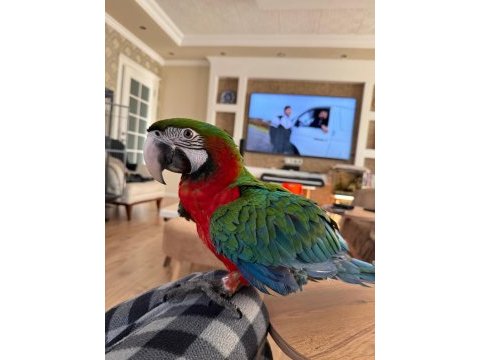 Macaw papağanı el besleme buyutuldu 1 yaşında full evcil