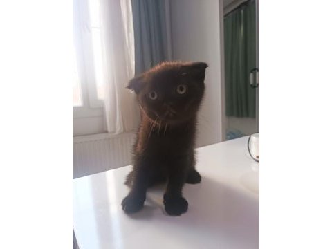 Scottish fold yavrumuz yeni sahibini bekliyor