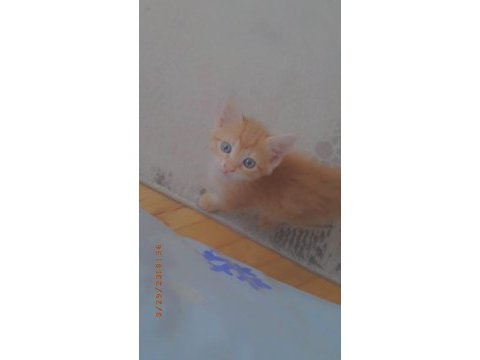Oyuncu sarman kedim