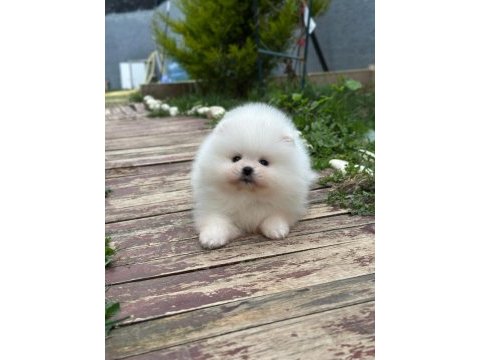 Teddy bear kar beyaz erkek 3 aylık pomeranian