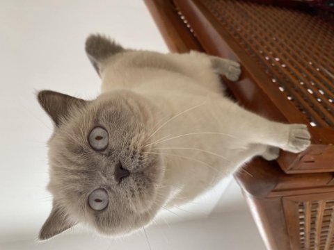 British shorthair blue point 3 yaşında