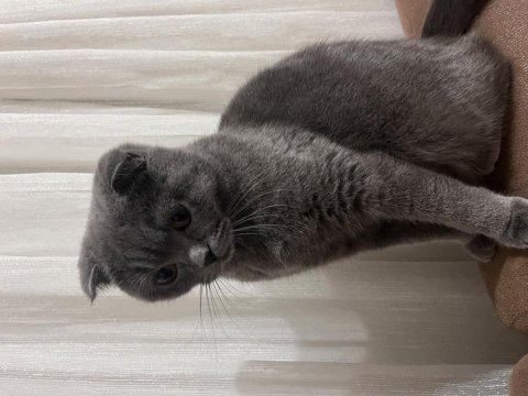 Gece british shorthair