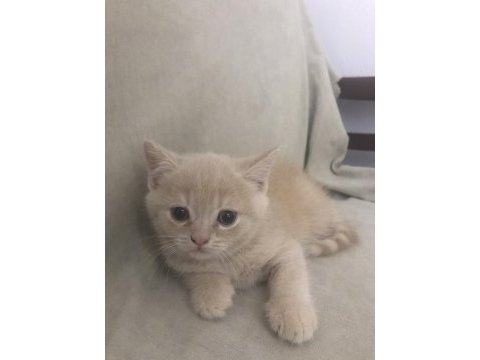 Yavru british shorthair kedimiz