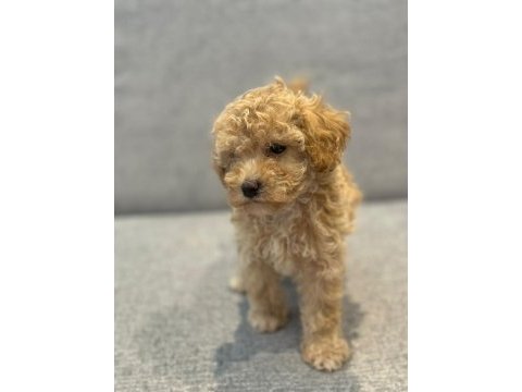 Oyuncak yüz toy poodle bebekleri̇mi̇z