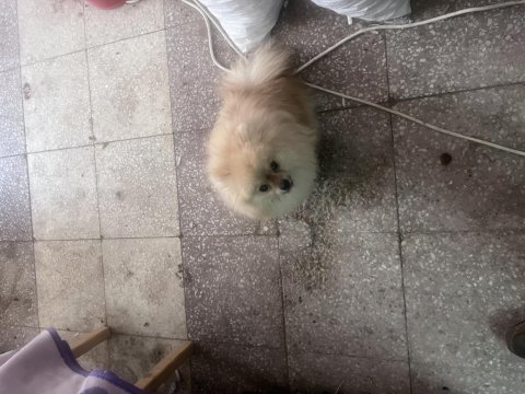 6 aylık dişi pomeranian