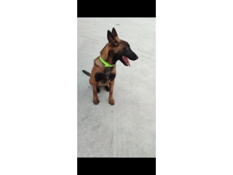 Belçika kurdu (malinois) 6 aylık