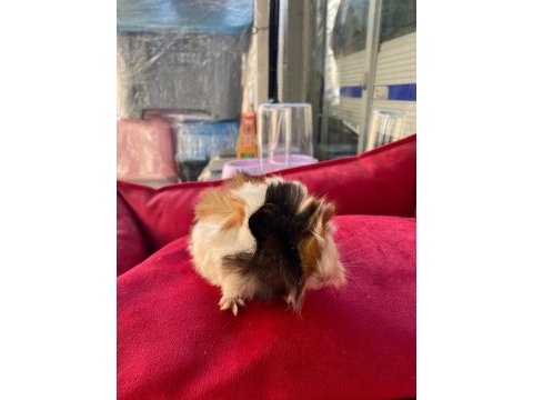 Guinea pig ler geldi