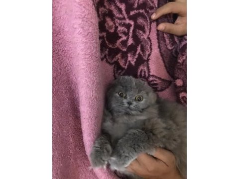 5 aylık scottish fold longhair dişi