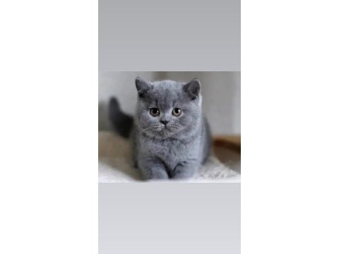 Irk ve sağlık garantili british shorthair bebekler