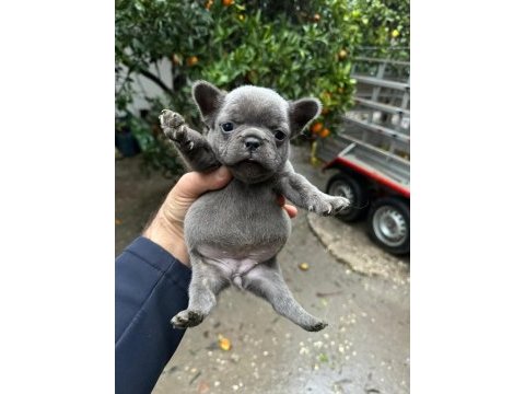 Blue french bulldog yavrularımız
