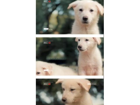 Solid white alman çoban köpeği yavrular