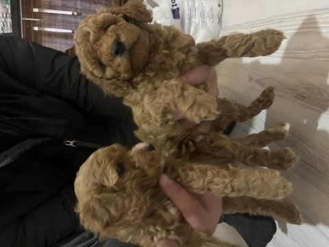 Dişi orijinal toy poodle kardeşler