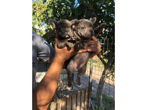 Blue french bulldog yavrular