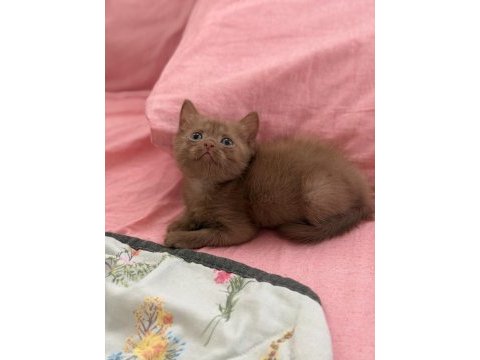 Cinnamon british shorthair