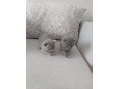 2 haftalık british longhair yavru