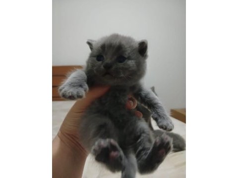 Sevimli british shorthair patiler