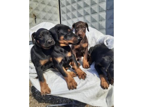 İri yapılı doberman yavruları