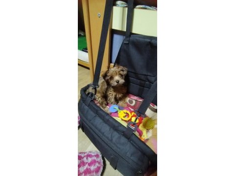 Maltipoo erkek