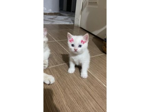Yavru british shorthair kediler