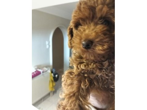 3.5 aylık poodle sahiplendirme