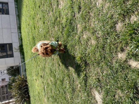 4 aylık dişi toy poodle