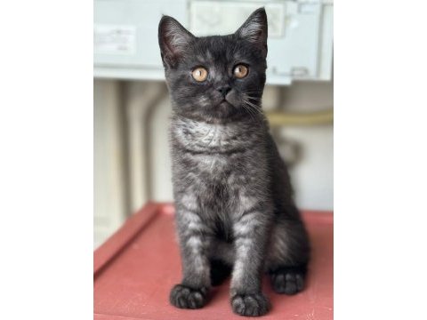 3 aylık erkek british shorthair
